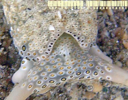 �`�h���~�h���K�CPlakobranchus ocellatus