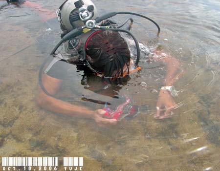 �`�h���~�h���K�CPlakobranchus ocellatus