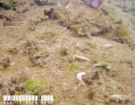 �`�h���~�h���K�CPlakobranchus ocellatus