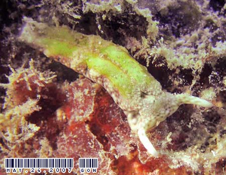 �`�h���~�h���K�CPlakobranchus ocellatus