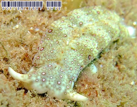 �`�h���~�h���K�CPlakobranchus ocellatus