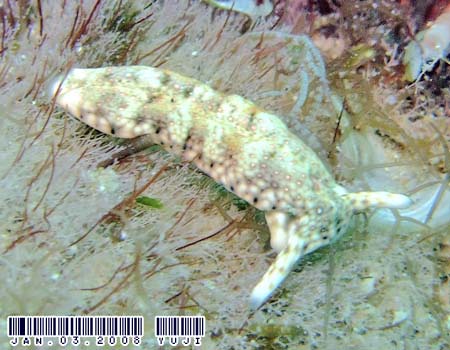 �`�h���~�h���K�CPlakobranchus ocellatus