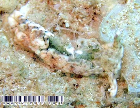 �`�h���~�h���K�CPlakobranchus ocellatus