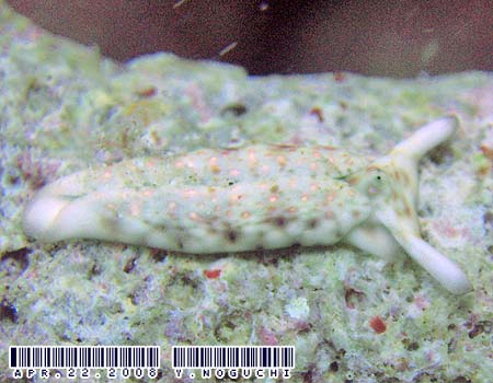 �`�h���~�h���K�CPlakobranchus ocellatus
