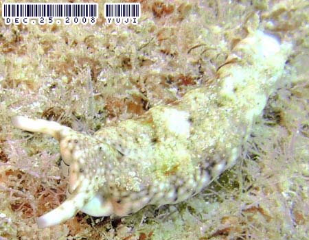 �`�h���~�h���K�CPlakobranchus ocellatus