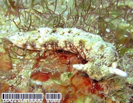 �`�h���~�h���K�CPlakobranchus ocellatus