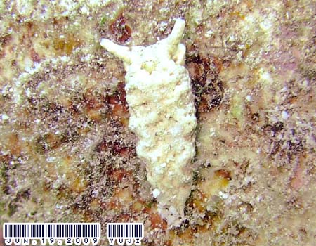 �`�h���~�h���K�CPlakobranchus ocellatus