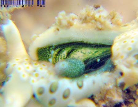 �`�h���~�h���K�CPlakobranchus ocellatus