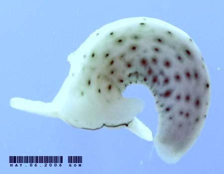 �`�h���~�h���K�CPlakobranchus ocellatus