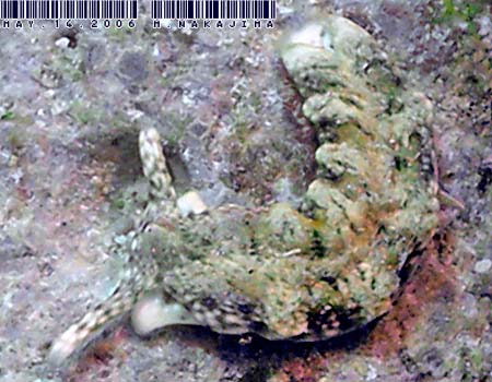 �`�h���~�h���K�CPlakobranchus ocellatus