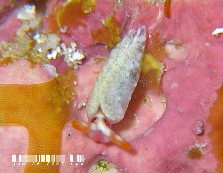 �X�C�[�g�W�F���[�~�h���K�C Thuridilla albopustulosa