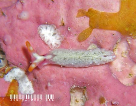 �X�C�[�g�W�F���[�~�h���K�C Thuridilla albopustulosa