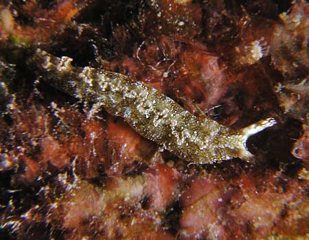 �`���}�_���~�h���K�C Thuridilla flavomaculata