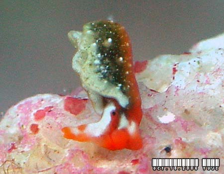 �g�E�A�J�~�h���K�C Thuridilla kathae