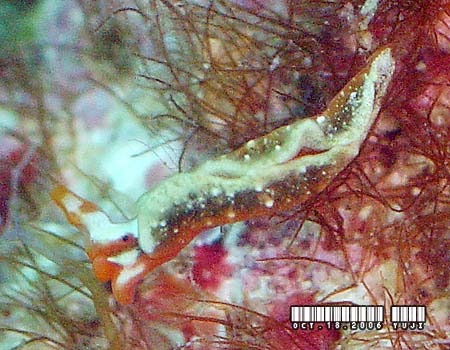 �g�E�A�J�~�h���K�C Thuridilla kathae