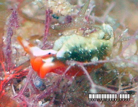 �g�E�A�J�~�h���K�C Thuridilla kathae