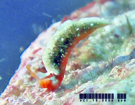 �g�E�A�J�~�h���K�C Thuridilla kathae