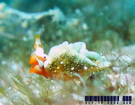 �g�E�A�J�~�h���K�C Thuridilla kathae