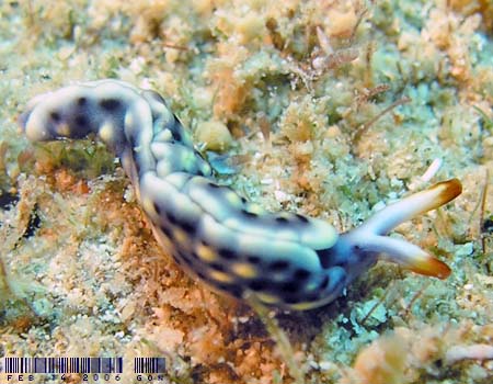 ���]���~�h���K�C Thuridilla vatae