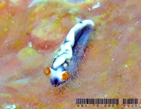 ���]���~�h���K�C Thuridilla vatae