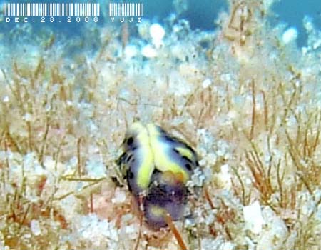 ���]���~�h���K�C Thuridilla vatae