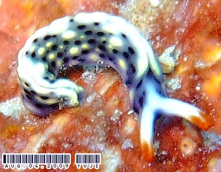 ���]���~�h���K�C Thuridilla vatae