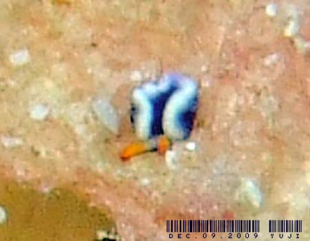 ���]���~�h���K�C Thuridilla vatae