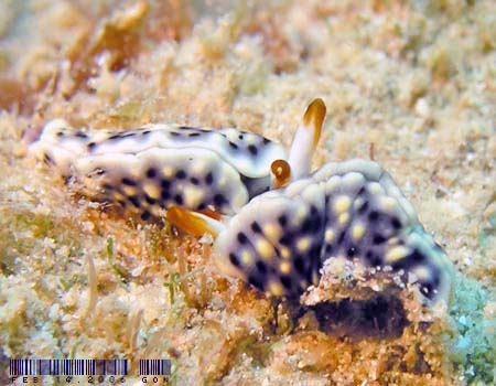 ���]���~�h���K�C Thuridilla vatae