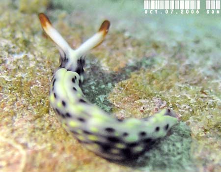 ���]���~�h���K�C Thuridilla vatae