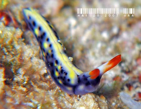 ���]���~�h���K�C Thuridilla vatae