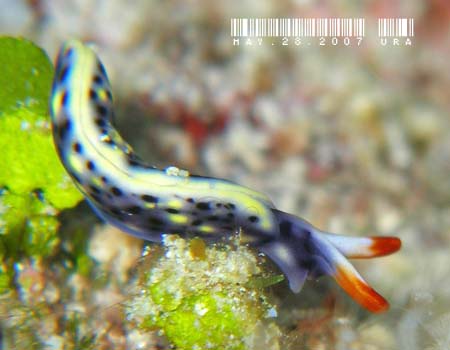 ���]���~�h���K�C Thuridilla vatae