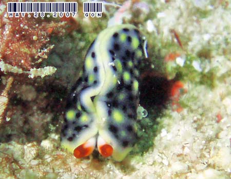 ���]���~�h���K�C Thuridilla vatae