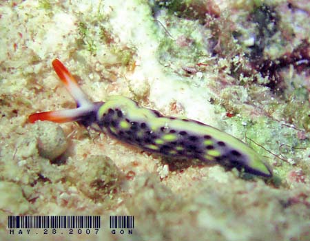 ���]���~�h���K�C Thuridilla vatae