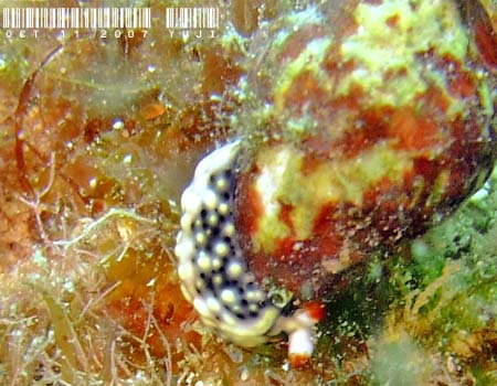 ���]���~�h���K�C Thuridilla vatae