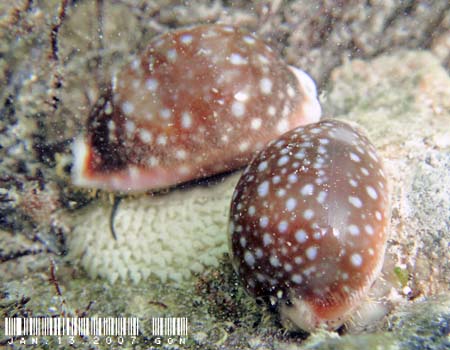 �z�V�L�k�^ Lyncina-vitellus