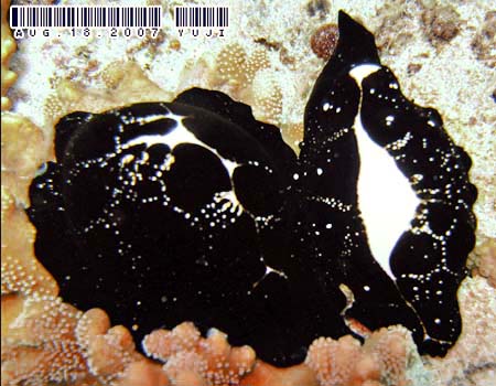 �E�~�E�T�M�K�C Ovula ovum