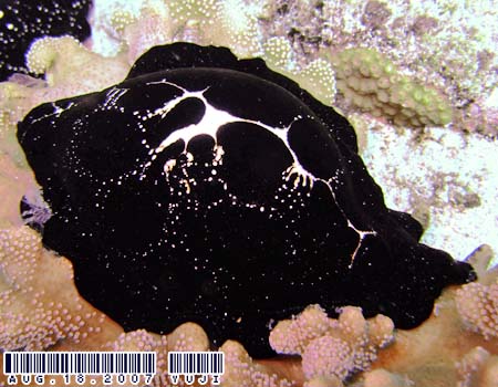 �E�~�E�T�M�K�C Ovula ovum