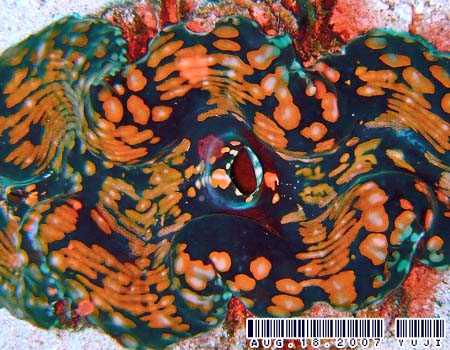 �q���V���R�K�C Tridacna crocea